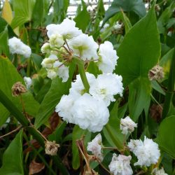 Sagittaria japonica 'Flore pleno' (Japán nyílfű, telt virágú)- GUMÓ!