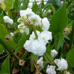 Sagittaria japonica 'Flore pleno' (Japán nyílfű, telt virágú)  - 2025 TAVASZÁTÓL!