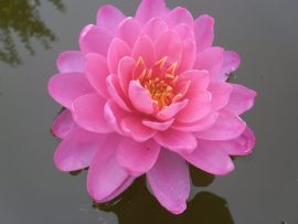 Nymphaea 'Perry's Fire Opal' (Tavirózsa)