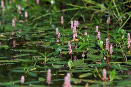 Polygonum amphibium (Vidrakeserűfű) - 2025 TAVASZÁTÓL!