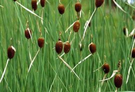Typha minima (Törpe gyékény)