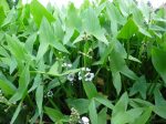   Sagittaria sagittifolia (Nyilaslevelű nyílfű)-CSEREPES, MÁJUS VÉGÉTŐL