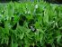Sagittaria sagittifolia (Nyilaslevelű nyílfű)-CSEREPES, MÁJUS VÉGÉTŐL