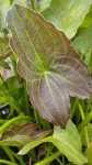   Sagittaria australis 'Benni' (Bordó levelű nyílfű) - KEVÉSBÉ SZÉP (MÁR KEZD VISSZAHÚZÓDNI)