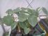 Colocasia esculenta (Elefántfül, táró)-NEM TÉLÁLLÓ  -  Méret: 30-40 cm