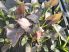 Sagittaria australis 'Benni' (Bordó levelű nyílfű) 