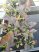 Sagittaria australis 'Benni' (Bordó levelű nyílfű) 