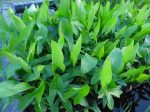   Sagittaria latifolia (Széleslevelű nyílfű)-CSEREPES,  MÁJUS VÉGÉTŐL
