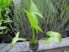 Sagittaria latifolia (Széleslevelű nyílfű) -CSEREPES- HAMAROSAN