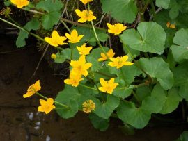 Caltha palustris (Mocsári gólyahír) 