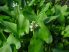 Pontederia cordata 'White pike' (Szívlevelű sellővirág, fehér)- ÁPRILISTÓL