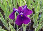 Iris ensata (Vízparti nőszirom)