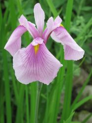 Iris ensata 'Topas' (Vízparti nőszirom) - ÁPRILISTÓL 