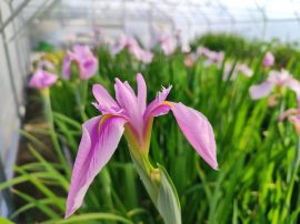 Iris ensata 'Topas' (Vízparti nőszirom)