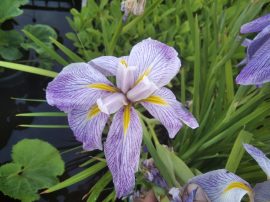 Iris ensata 'Aquamarine' (Vízparti nőszirom)