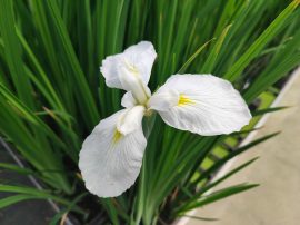 Iris ensata 'Aquamarine' (Vízparti nőszirom) 