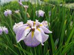 Iris ensata 'Aquamarine' (Vízparti nőszirom) 