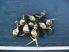 Sagittaria latifolia (Széleslevelű nyílfű)-2 db GUMÓ
