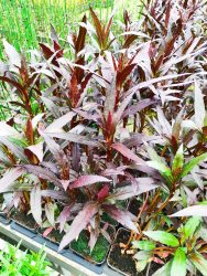 Lobelia fulgens 'Queen victoria' (Tűzpiros lobélia)