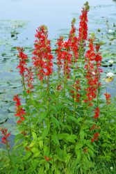 Lobelia cardinalis (Tűzpiros lobélia)