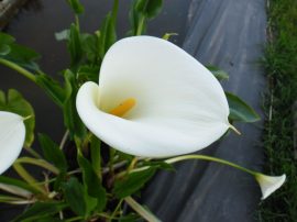 Zantedeschia aethiopica (Fehér kála) - NEM TÉLÁLLÓ - 