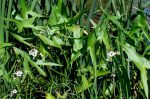 Sagittaria sagittifolia (Nyilaslevelű nyílfű)-2 db GUMÓ