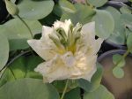   Nelumbo 'Alba Grandiflora' (Fehér virágú indiai lótusz)-60 literes edényben