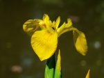 Iris pseudacorus (Mocsári nőszirom)
