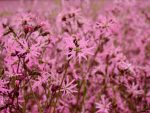 Lychnis flos-cuculi (Réti kakukkszegfű) 