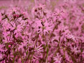 Lychnis flos-cuculi (Réti kakukkszegfű) 