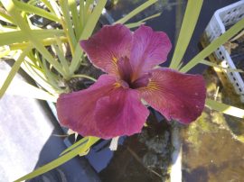 Iris louisiana 'Red' (Piros virágú nőszirom)
