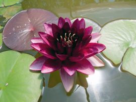 Nymphaea 'Almost black' (Tavirózsa)