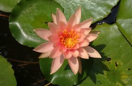 Nymphaea 'Colorado' (Tavirózsa) 