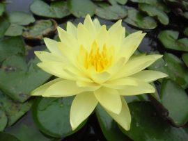 Nymphaea 'Joey tomocik' (Tavirózsa)  