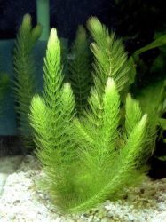 Ceratophyllum demersum (Érdes tócsagaz) -4-6 szál-  