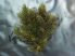 Ceratophyllum demersum (Érdes tócsagaz) -4-6 szál-MÁJUSTÓL