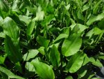 Alisma plantago-aquatica (Vízi hídőr)