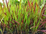 Imperata cylindrica 'Red Baron' (Vörös alangfű)