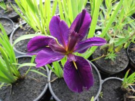 Iris louisiana (Nőszirom)- 2024-TŐL