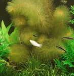   Ceratophyllum submersum (Sima tócsagaz) -4-6 szál- MÁJUSTÓL