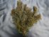 Myriophyllum pinnatum (Bokros süllőhínár) -4-6 szál- MÁJUSTÓL