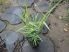 Phragmites karka 'variegata' (Csíkoslevelű nád)