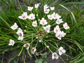 Butomus umbellatus 'Schneeweisschen' (Fehér virágkáka) 