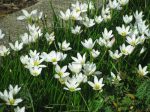   Zephyranthes candida (Hófehér zefírvirág) - NEM TÉLÁLLÓ 