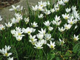 Zephyranthes candida (Hófehér zefírvirág) - NEM TÉLÁLLÓ - 