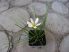 Zephyranthes candida (Hófehér zefírvirág) - NEM TÉLÁLLÓ - 