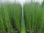 Equisetum japonicum (Japán zsurló) 