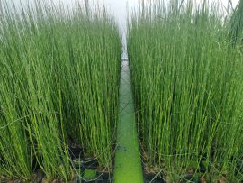 Equisetum japonicum (Japán zsurló) 