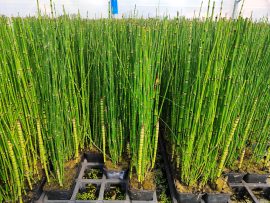 Equisetum japonicum (Japán zsurló) -A SZOKÁSOSTÓL KISEBB NÖVÉNYEK! -