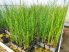 Equisetum japonicum (Japán zsurló) -A SZOKÁSOSTÓL KISEBB NÖVÉNYEK! -